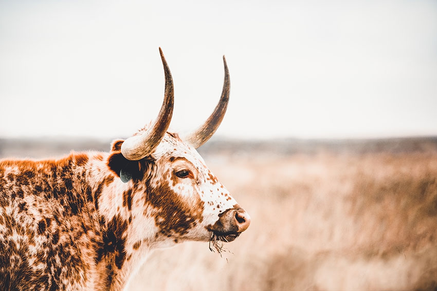 texas longhorn